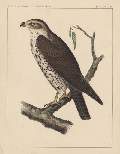 Birds, Plate XV by American School